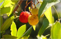 Frucht des Medronho Baumes