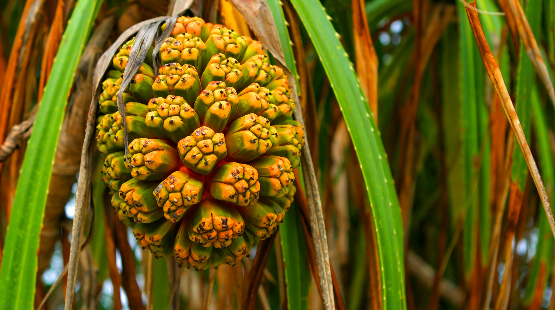 Frucht des Pandanus-tectorius-Baumes