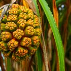 Frucht des Pandanus-tectorius-Baumes