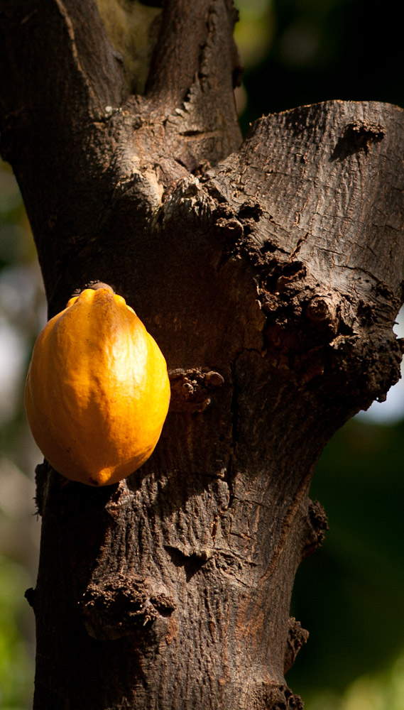 Frucht direkt am Stamm