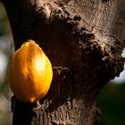 Frucht direkt am Stamm