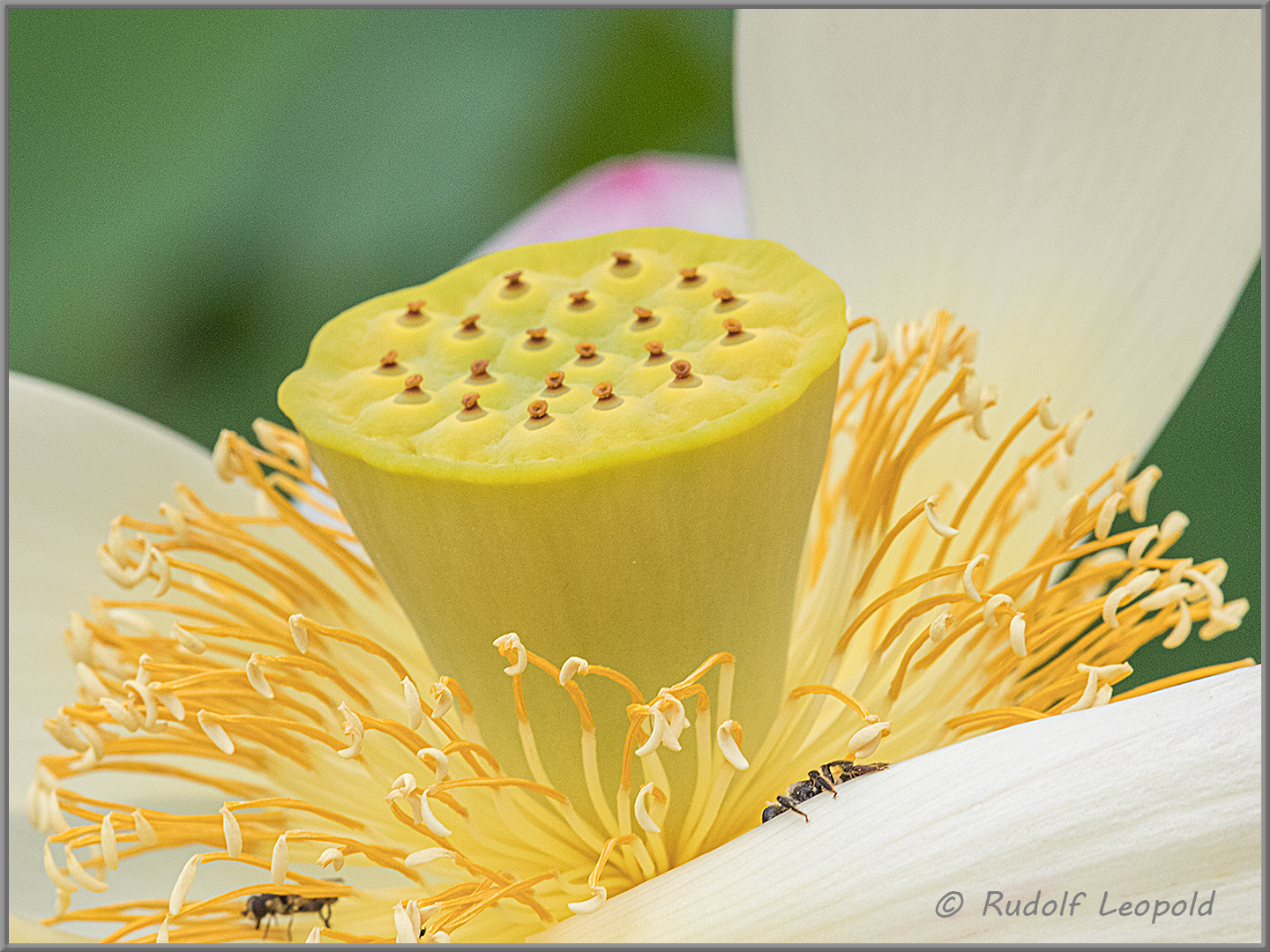 Frucht einer Lotosblüte