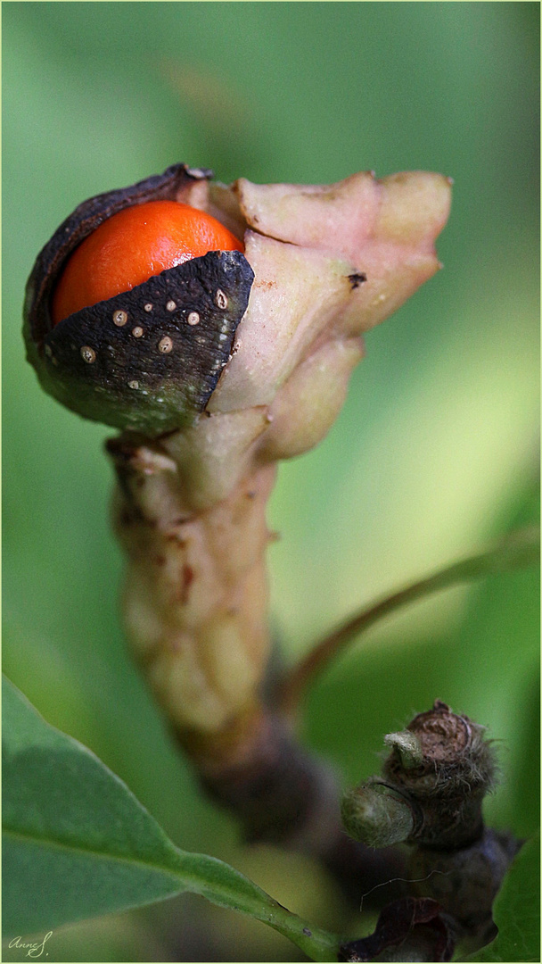 Frucht einer Sternmognolie