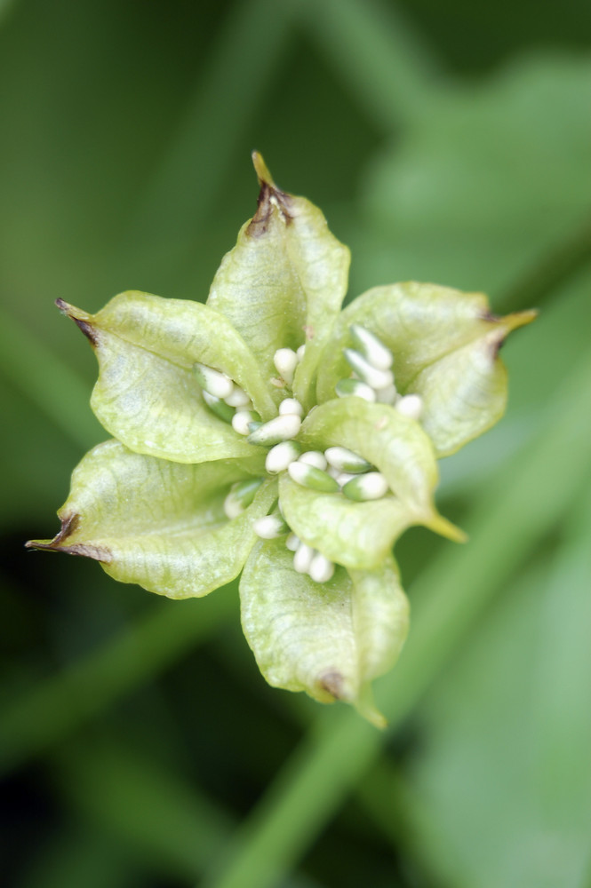 Frucht einer Sumpfdotterblume