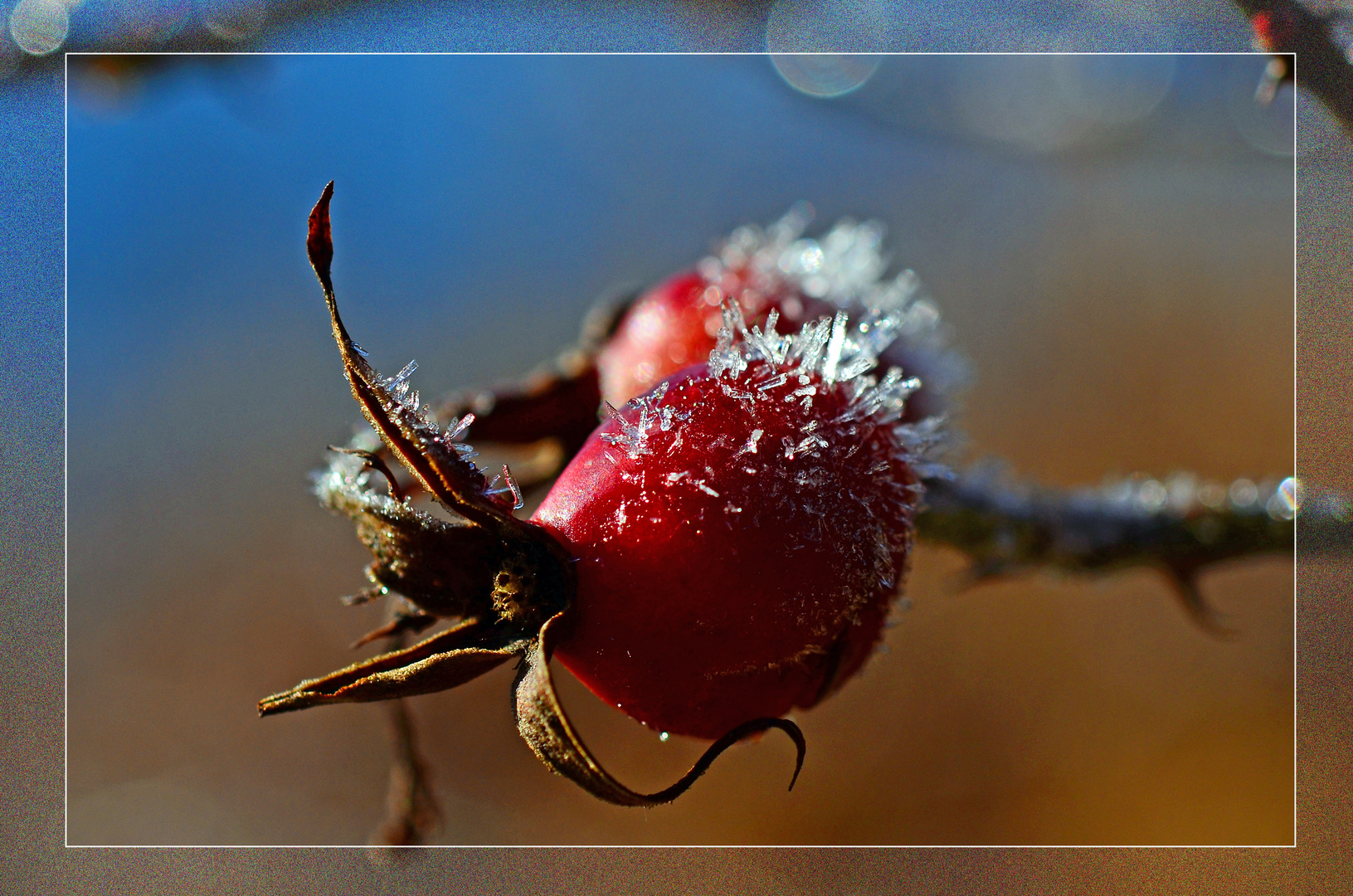 Frucht & Eis