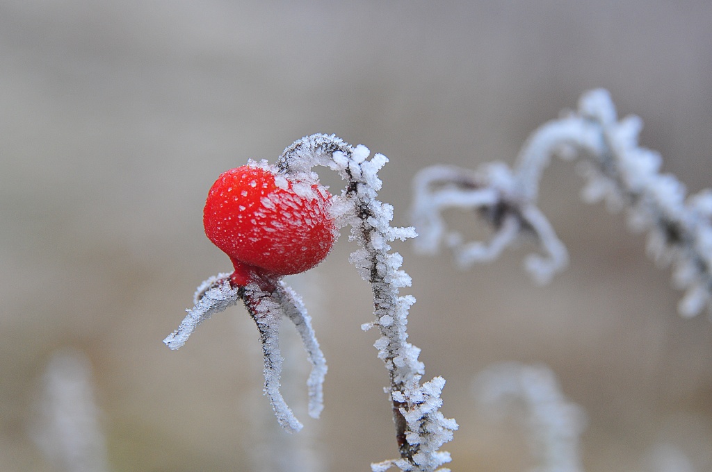 Frucht im Eismantel