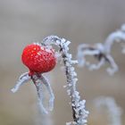 Frucht im Eismantel