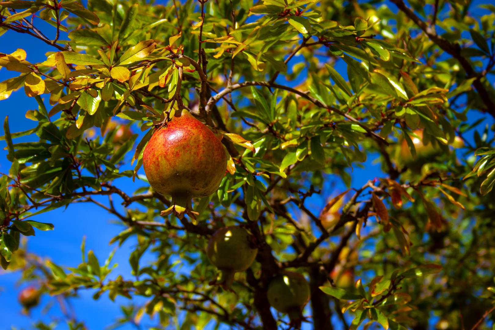 Frucht im Hofgarten