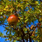 Frucht im Hofgarten