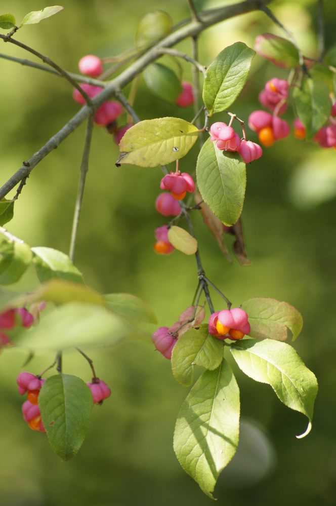 Frucht nicht Blüte