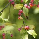 Frucht nicht Blüte