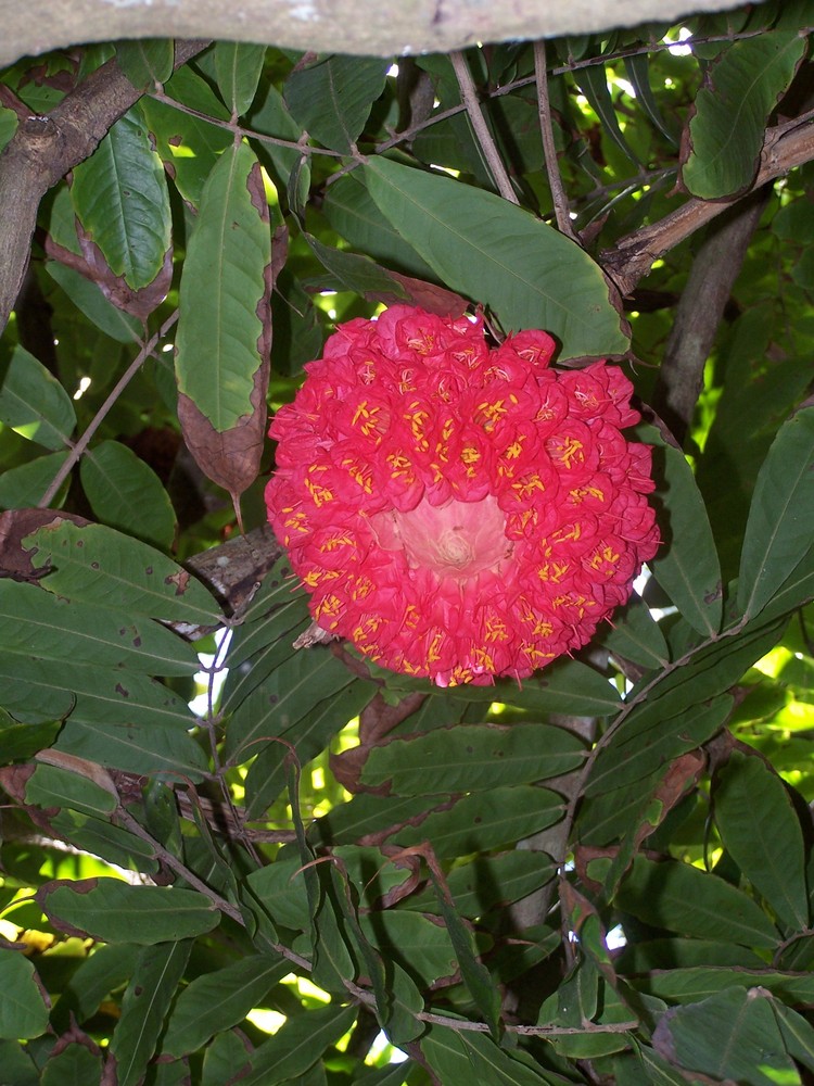 Frucht oder Blüte