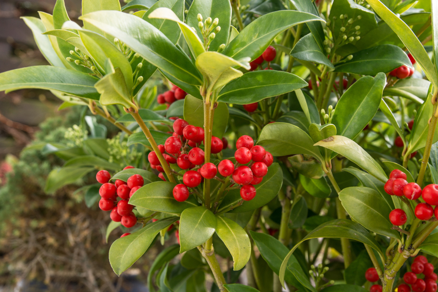 Frucht überholt Blüte!