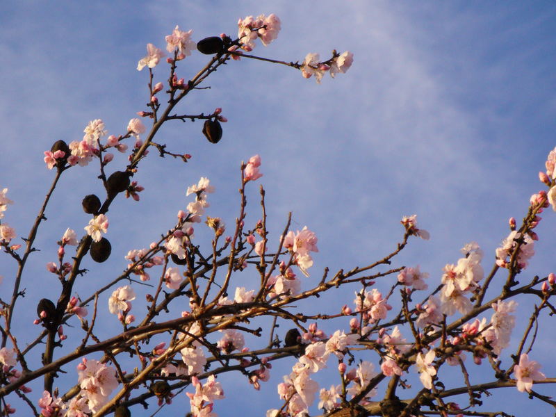 Frucht und Blüte