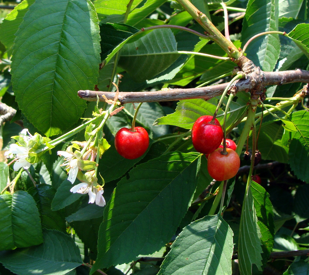 Frucht und Blüte an eiem Zweig