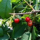 Frucht und Blüte an eiem Zweig