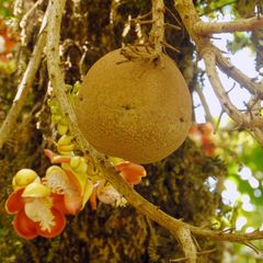 Frucht und Blüte des Kanonenkugelbaums