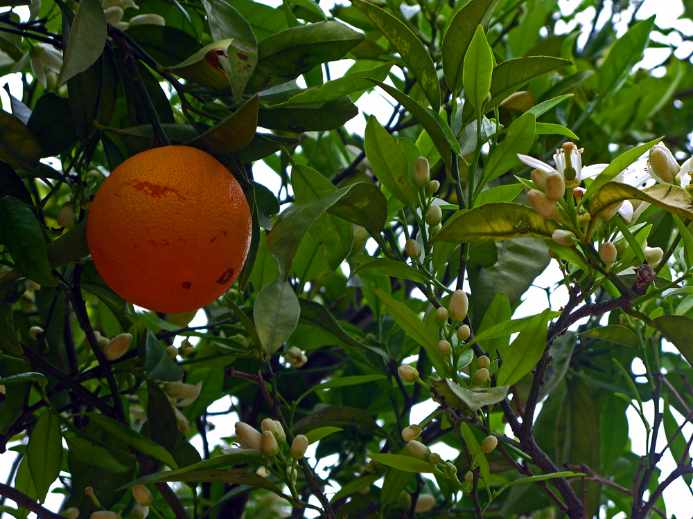 Frucht und Blüte