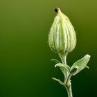 Frucht von der Ackerlichtnelke