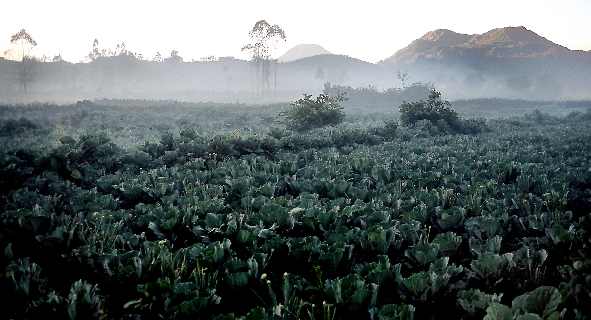 Fruchtbare Erde auf dem Dieng Plateau