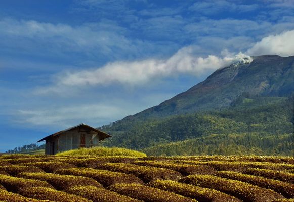 Fruchtbare Vulkanerde