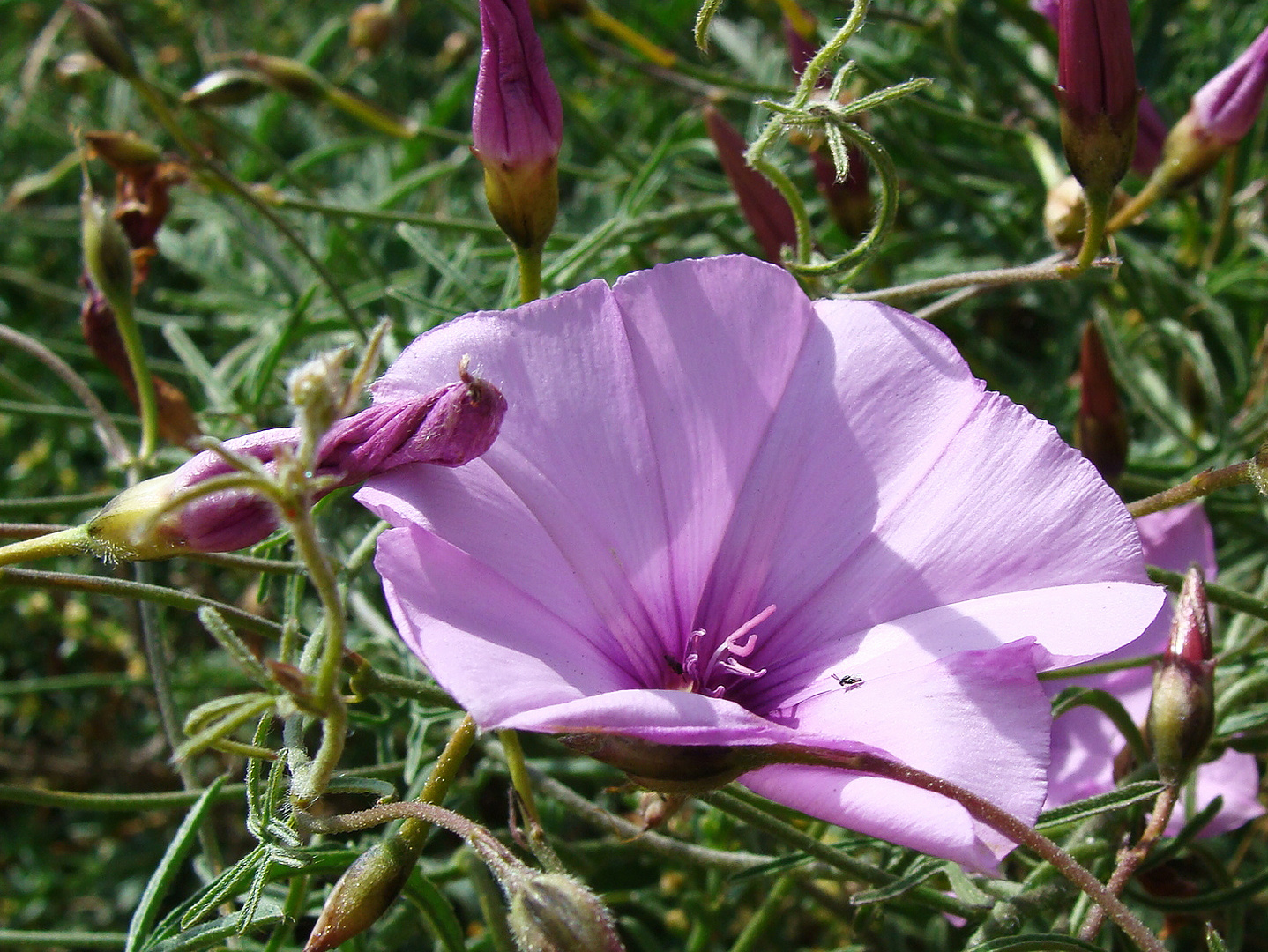 fruchtbarer vulkanischer wiesengrund