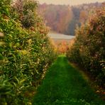 Fruchtbares Land im Bodenseegebiet Kressbronn