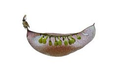 Fruchtblase vom Blasenstrauch.