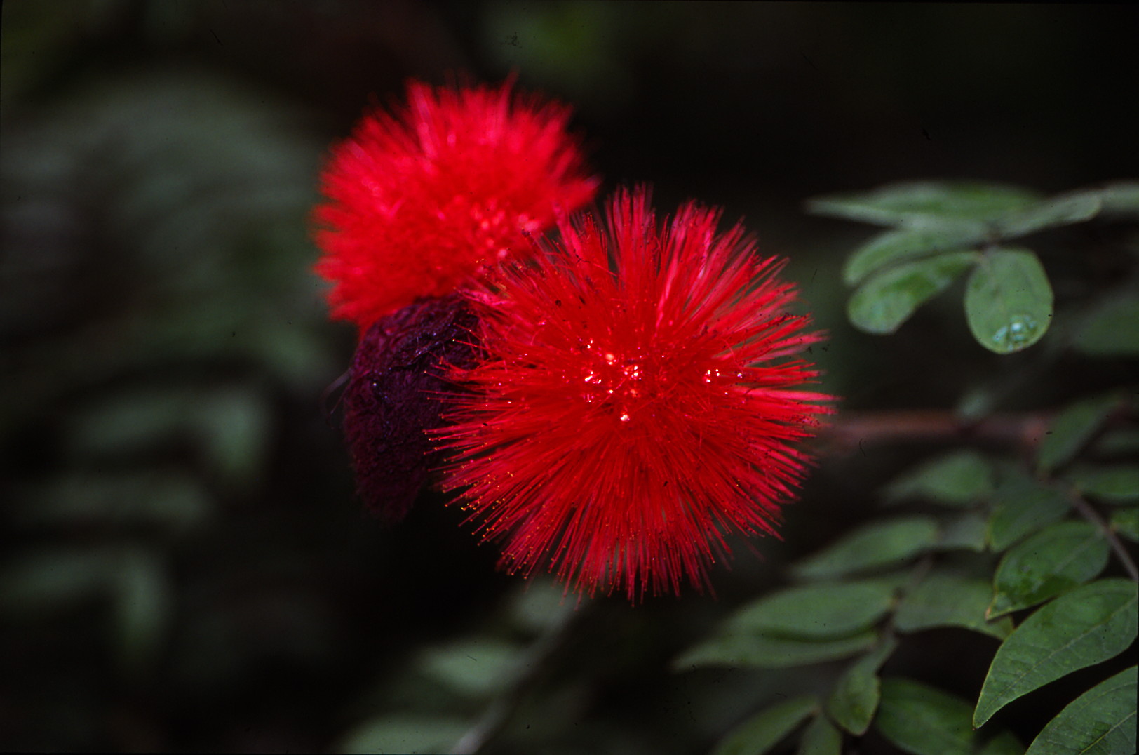 Fruchtblüte in Hongkong