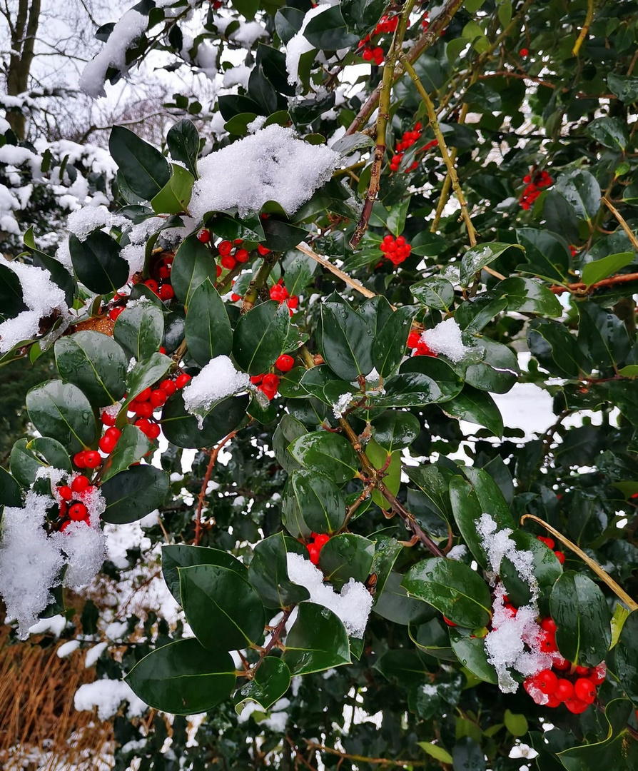 Fruchtcoktail mit Schnee