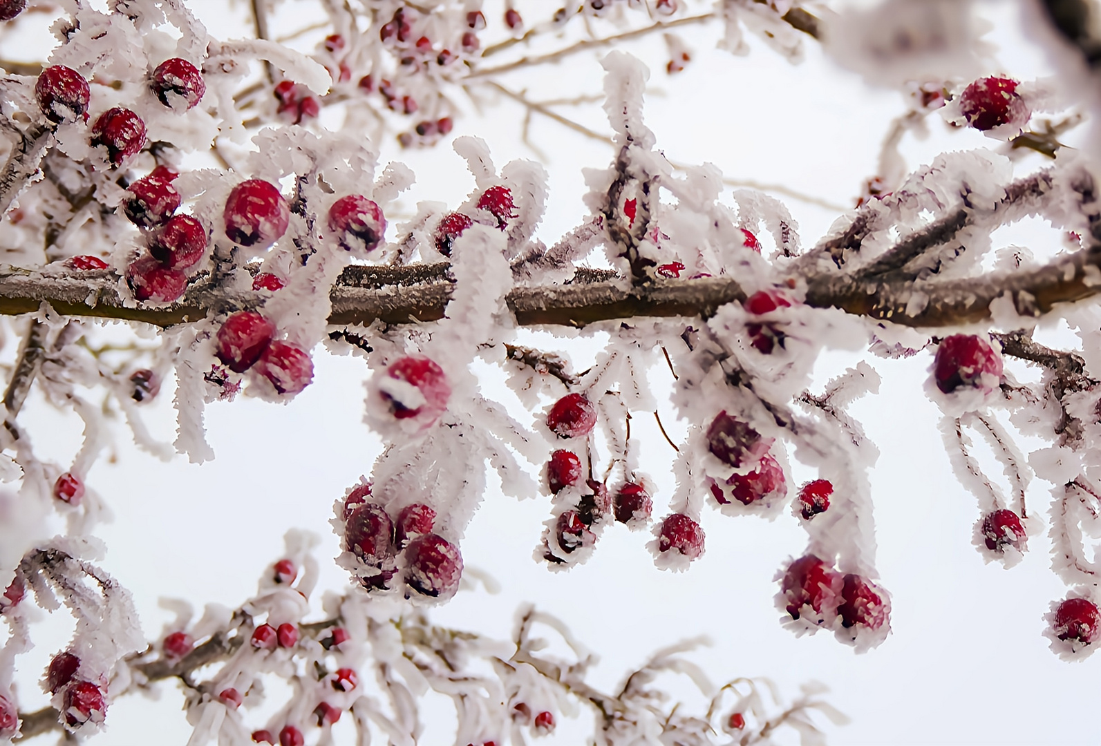 Fruchteis Foto &amp; Bild | stillleben, pflanzen, pilze &amp; flechten ...