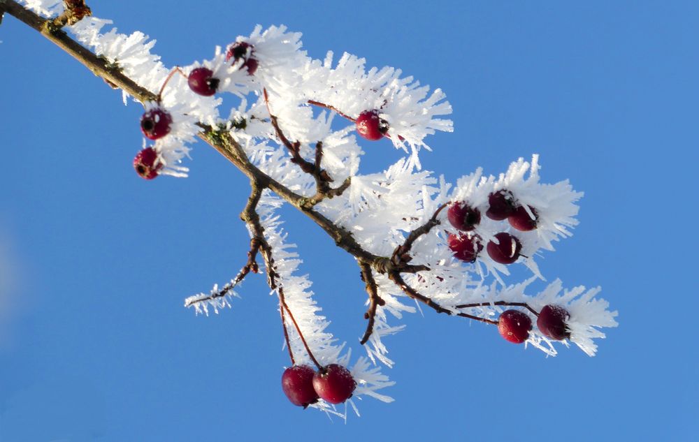 Fruchteis ... Foto &amp; Bild | pflanzen, pilze &amp; flechten, jahreszeiten ...