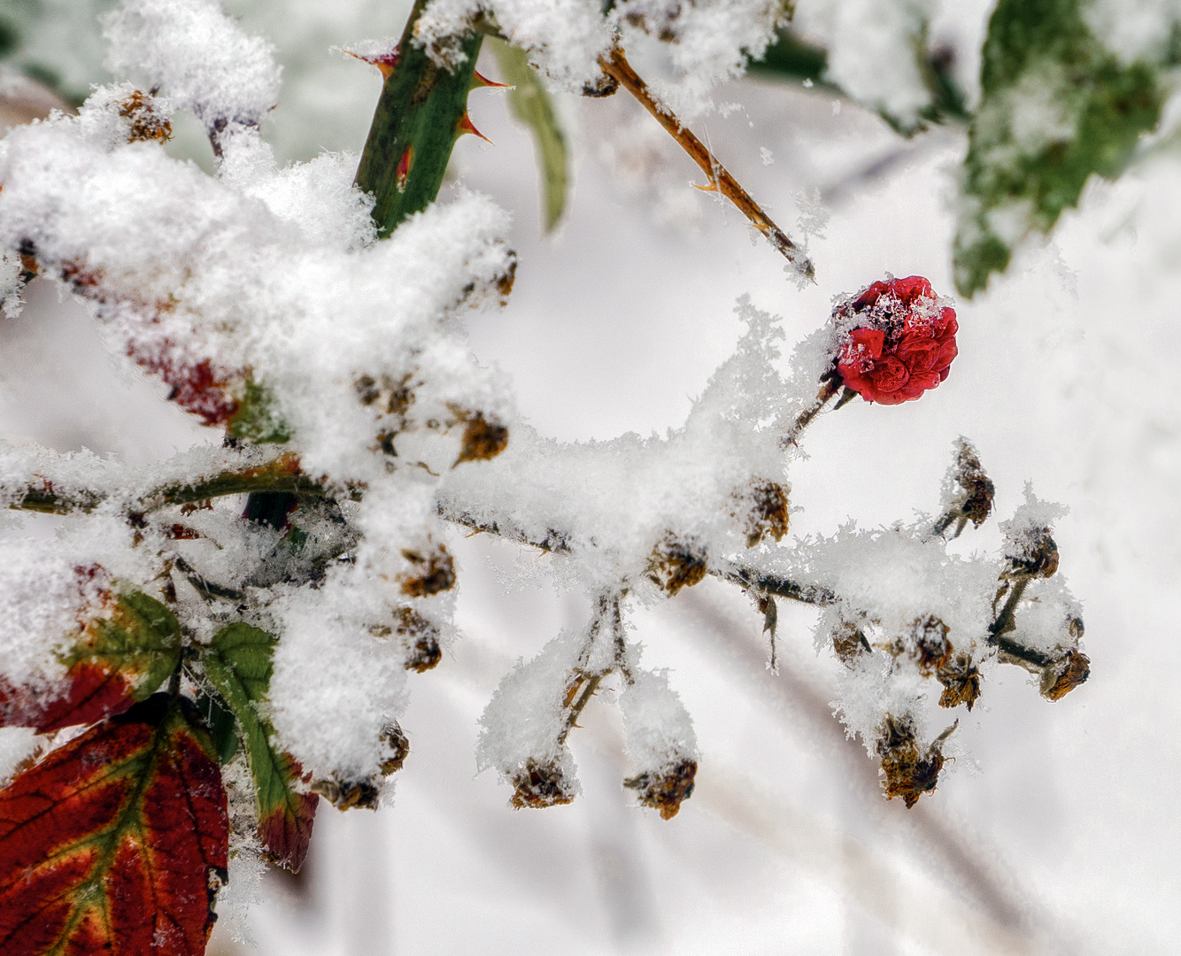 FruchtEis Foto &amp; Bild | natur, pflanzen Bilder auf fotocommunity