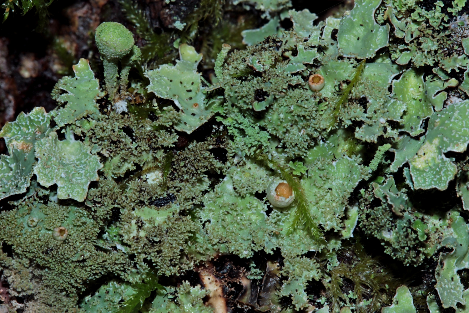 Fruchtende Felsen-Schüsselflechte (Parmelia saxatilis)