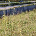 Fruchtendes Wanzenknabenkrautes in Bayern direkt an der Autobahn 09´