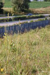 Fruchtendes Wanzenknabenkrautes in Bayern direkt an der Autobahn 09´