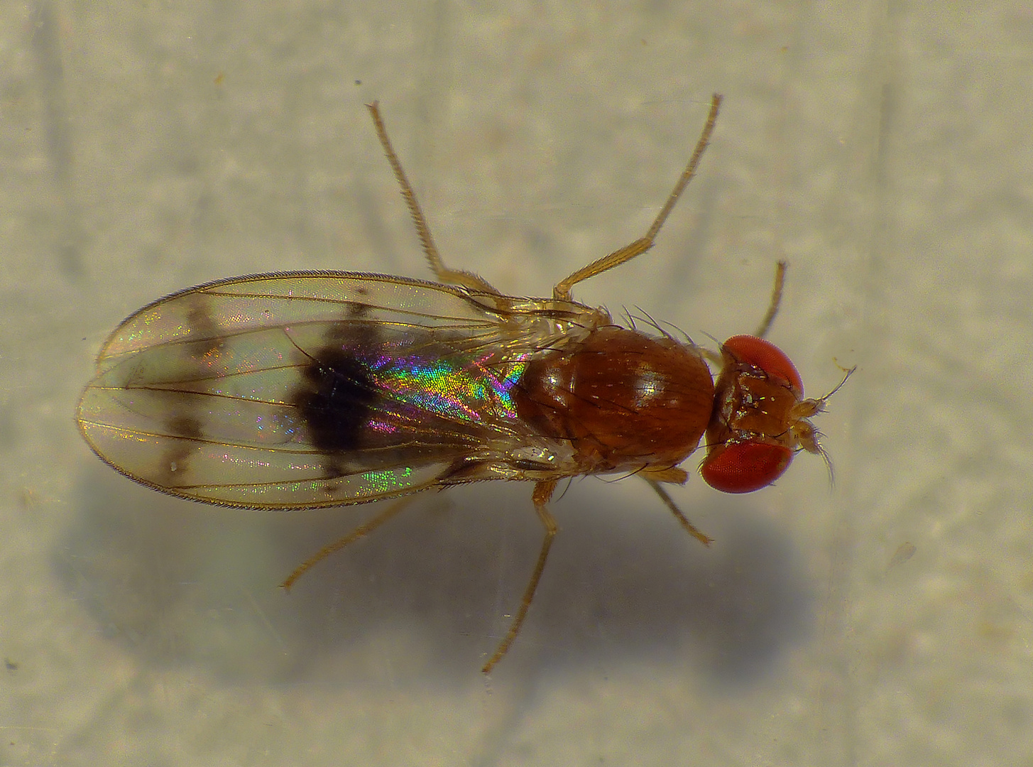 Fruchtfliege Chymomyza amoena - ein Neozon im heimischen Obstgarten