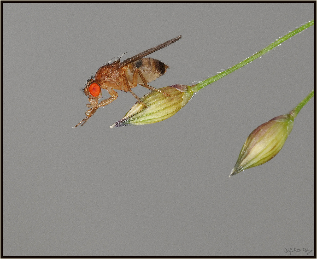 Fruchtfliege (Drosophila spec.) vor dem Sturz ins Apfelmus