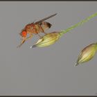 Fruchtfliege (Drosophila spec.) vor dem Sturz ins Apfelmus