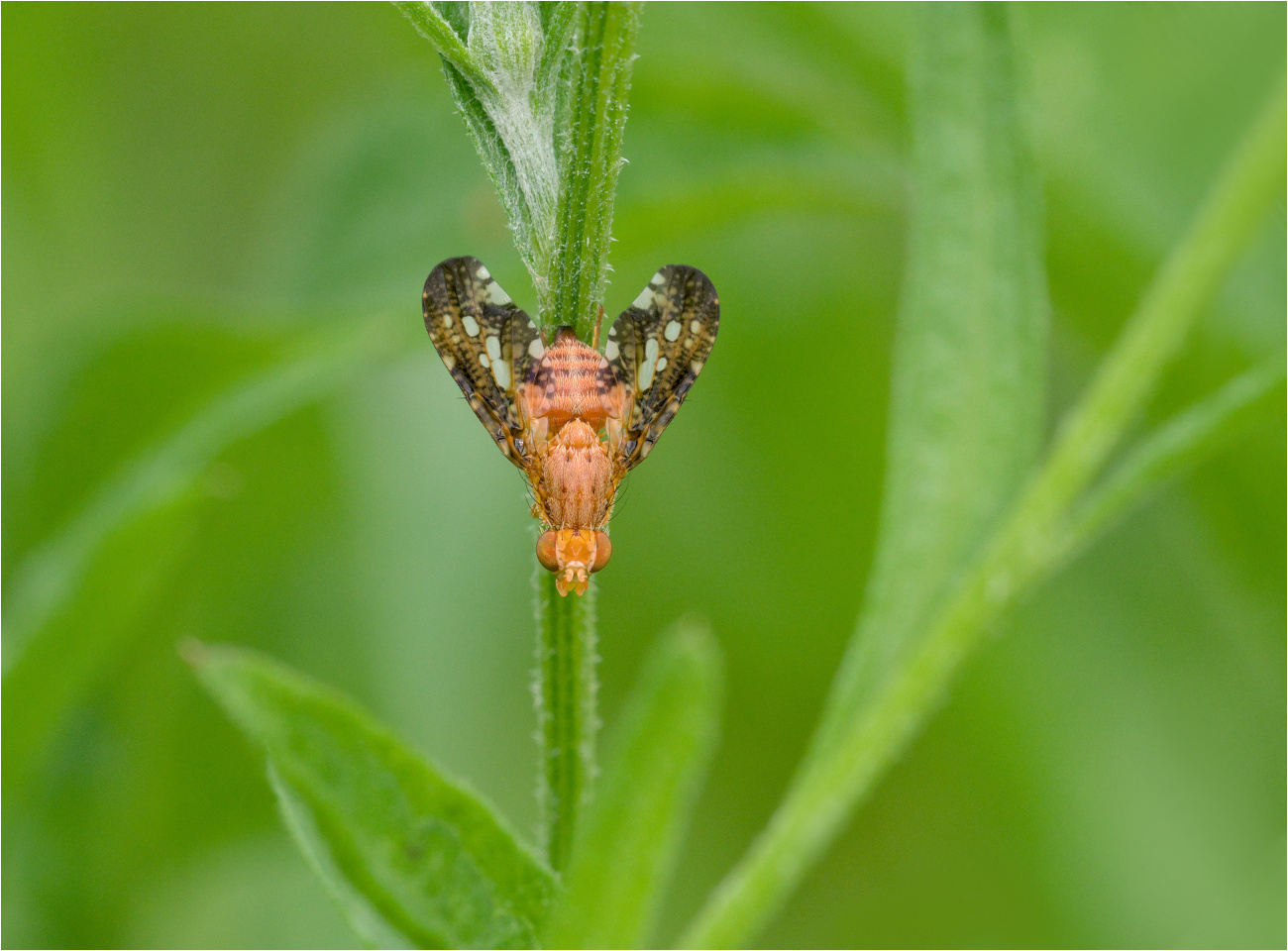 Fruchtfliege (Merzomyia westermanni)