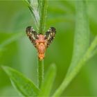 Fruchtfliege (Merzomyia westermanni)