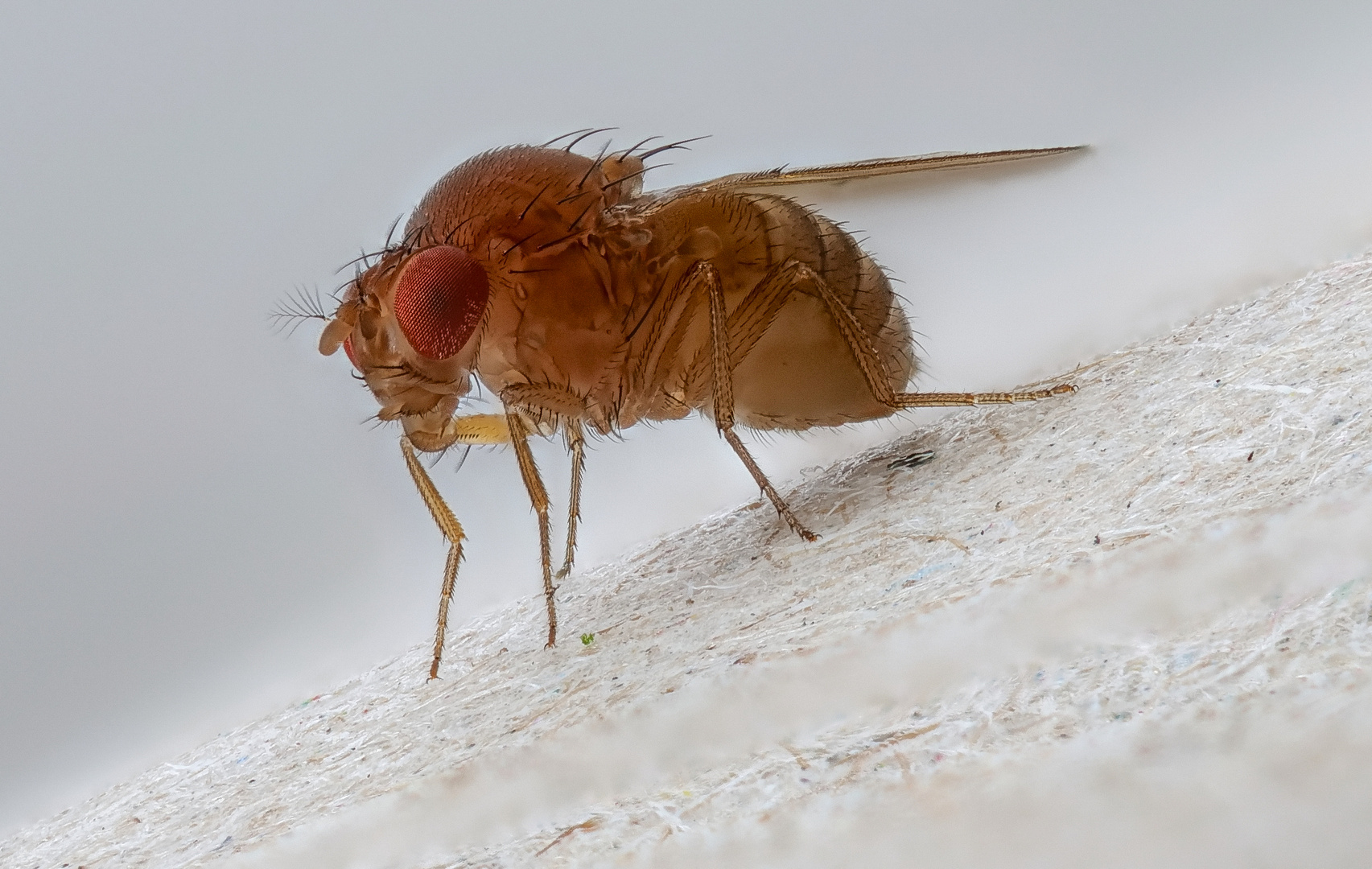 Fruchtfliege_Drosophila melanogaster