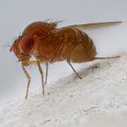 Fruchtfliege_Drosophila melanogaster