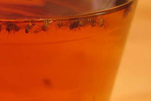 fruchtfliegenfalle teil 2