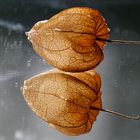 Fruchthülle einer Physalis