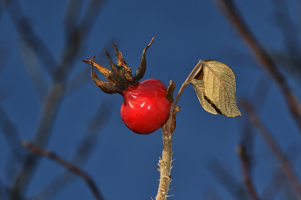 fruchtig frisch