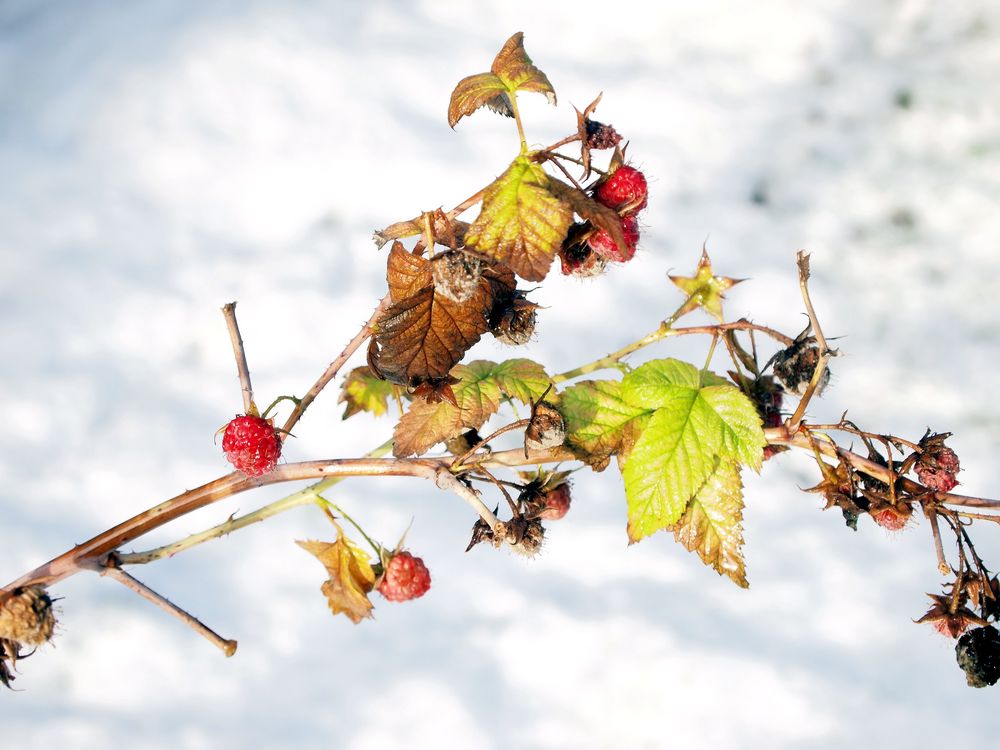 Fruchtige Winterzeit