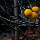 Frucht_im_Winter