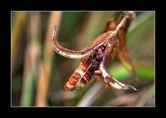 Fruchtkapsel der Sumpf-Schwertlilie