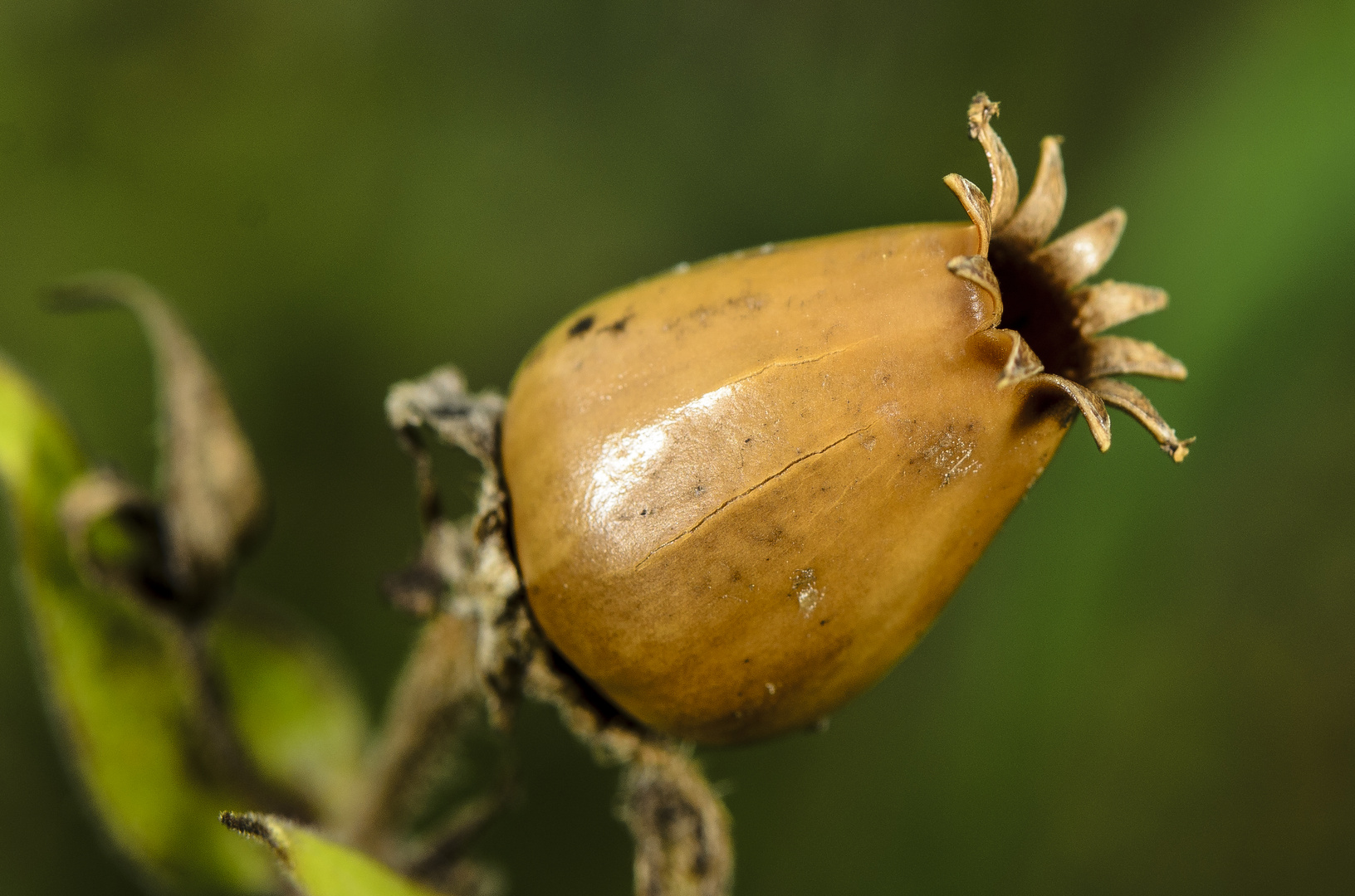 Fruchtkapsel der Weißen Lichtnelke